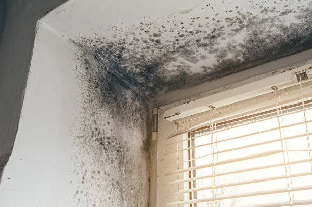 Affordable Attic Mold Remediation solutions in Sparrows Point, MD